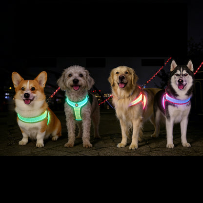LED Dog Leash No Waves, No Heat, Just Light Night Walks Shouldn’t Be Dangerous.